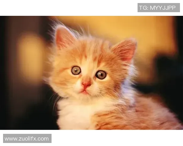 小猫足球明星的可爱瞬间展现了它们的运动天赋与活力四射的魅力